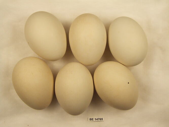 Six bird eggs with specimen label.