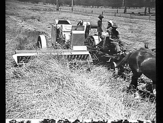 A. KENN, OAKLANDS, N.S.W.: 10 FT. E.F. HEADER (H.S.T.) IN DOWN AND TANGLED CROP, 12 BAGS PER ACRE: 20 DEC 1935