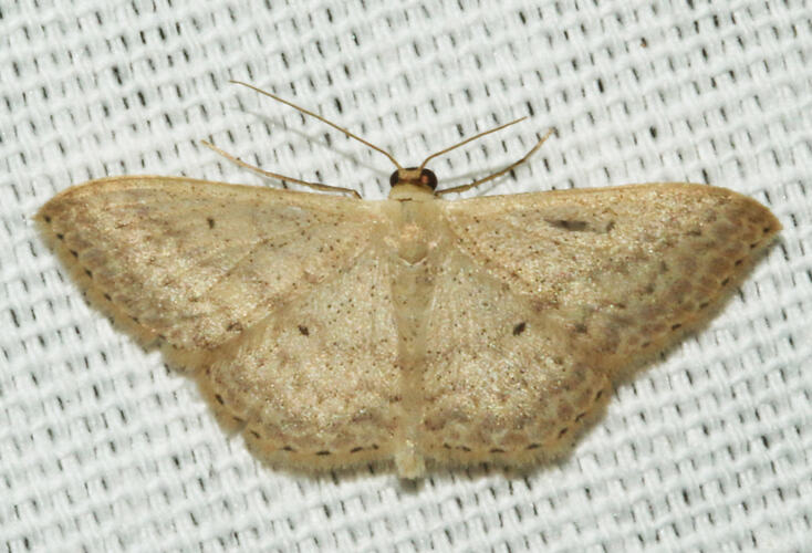 <em>Scopula optivata</em>, moth. Great Otway National Park, Victoria.