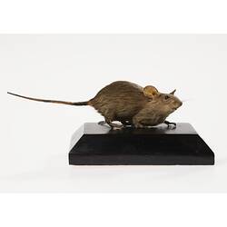 Taxidermy Mount - House Mouse <em>Mus musculus</em> Linnaeus, 1758