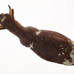 Model of brown and white bull. Top view.