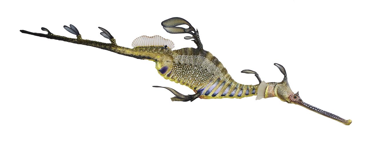 Model of seadragon with purple bands and yellow spots.