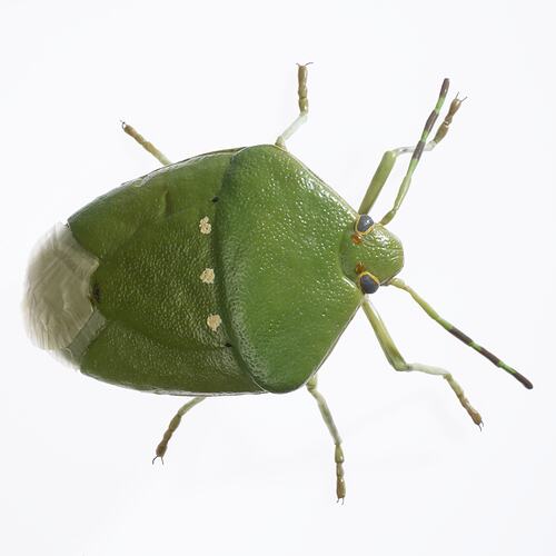 Model of green six legged insect with antennae and three yellow dots on its back.
