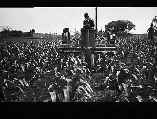 `CHALLENGER' ROW CROP TRACTOR IN MAIZE: 1938