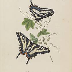Two zebra striped butterflies hovering around a green plant.