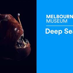 Discover Documentary #5 | Deep Sea