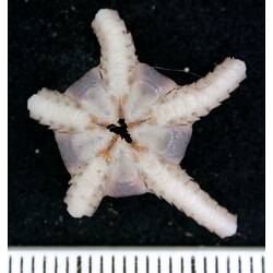 Front view of white and pink brittle star with broken arms on black background with ruler.