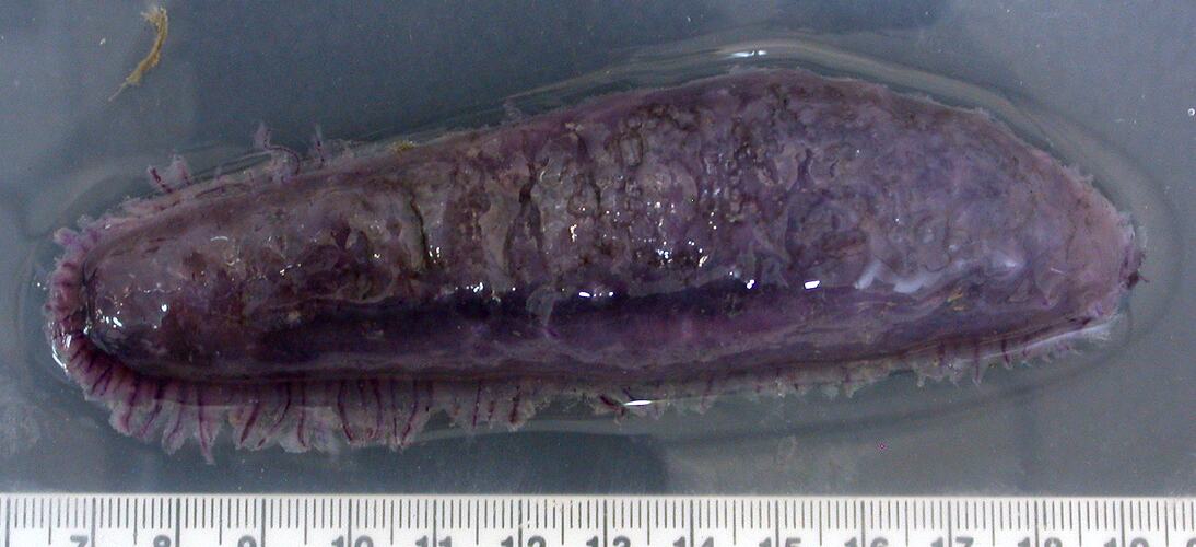 Back view of dark-purple sea cucumber on grey background with ruler.