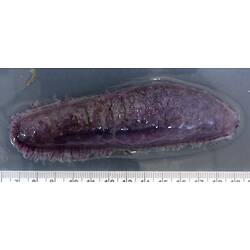 Back view of dark-purple sea cucumber on grey background with ruler.