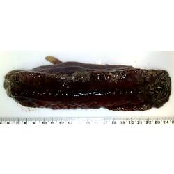 Front view of dark-purple sea cucumber with reduced appendage, tube feet and tentacles on white background.