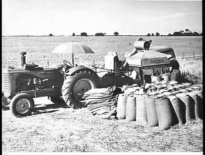 A HALT FOR BAGGING-OFF. MR. O. WILSON OF ROCHESTER, VICTORIA, WITH HIS SUNSHINE NO. 4 POWER-DRIVE HEADER AND SUNSHINE MASSEY HARRIS TRACTOR HARVESTED 36 BUSHELS OF MAGNET WHEAT TO THE ACRE: JAN 1951