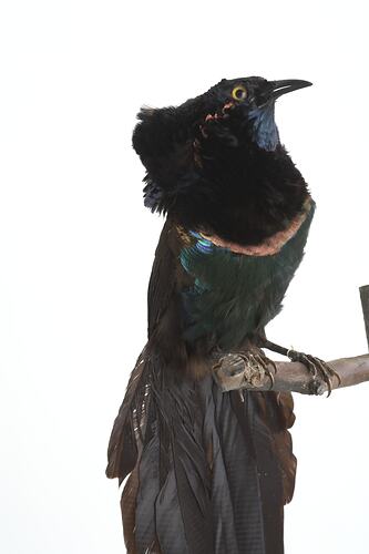 Taxidermied bird specimen with black and irridescent blue feathers, perched on a branch.