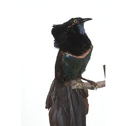 Taxidermied bird specimen with black and irridescent blue feathers, perched on a branch.