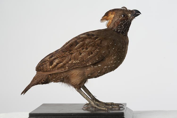 Taxidermied bird specimen with mottled amber and cream feathers and an orange crest on its head.
