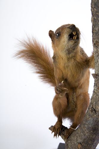 <em>Sciurus spadiceus</em>, Southern Amazon Red Squirrel, mounted specimen. Registration no. C 30124.
