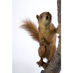 <em>Sciurus spadiceus</em>, Southern Amazon Red Squirrel, mounted specimen. Registration no. C 30124.