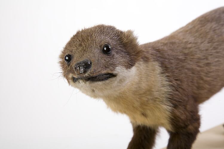 Taxidermied marten specimen, detail of head and shoulders.