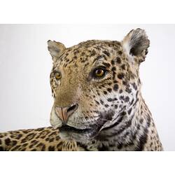 Detail of taxidermied jaguar specimen's head.