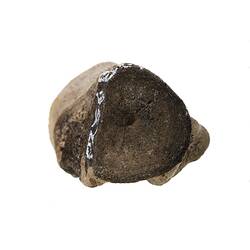 <em>Champsosaurus</em> sp. [P 160545]