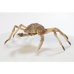 <em>Leptomithrax gaimardii</em>, Giant Spider Crab. [J 46721.7]