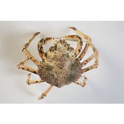 <em>Leptomithrax gaimardii</em>, Giant Spider Crab. [J 46721.10]