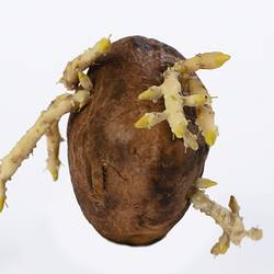 Irregularly shaped brown model of a potato with protruding white roots.