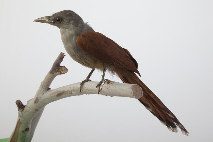 <em>Phaenicophaeus chlorophaeus</em>, Raffle's Malkoha, mount.  Registration no. 61421.