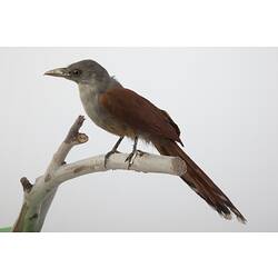<em>Phaenicophaeus chlorophaeus</em>, Raffle's Malkoha, mount.  Registration no. 61421.