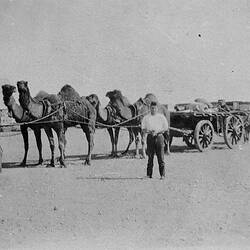 Negative - Man in Front of Camel Train, Corunna Station, Iron Knob District, South Australia, 1928