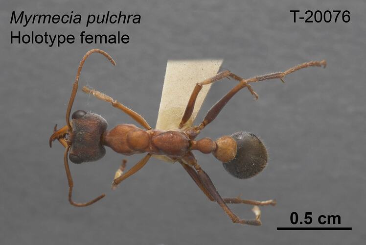 Ant specimen, female, dorsal view.