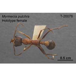 Ant specimen, female, dorsal view.