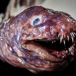 Detail of eel face showing many sharp teeth.