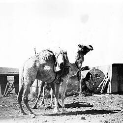 Negative - Camel Carrying a Pack, Nonning Station, South Australia, circa 1938