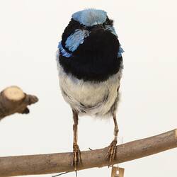 Blue and black bird specimen with long tail.