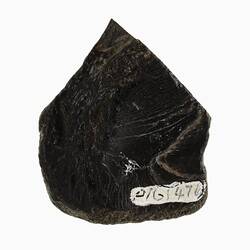 Black fragment of fossilised turtle shell.