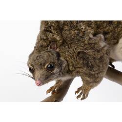 Possum specimen mounted in hunched pose on a branch.