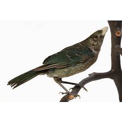 Our Fauna, Forests - Green Catbird, <em>Ailuroedus crassirostris</em>