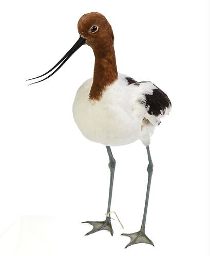 Mounted bird specimen with white feathers, brown head and slender, upturned beak.
