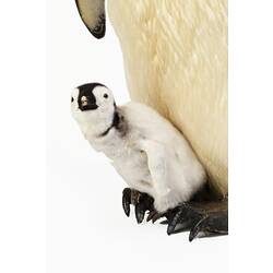 Mounted penguin chick resting on the feet of at adult penguin.