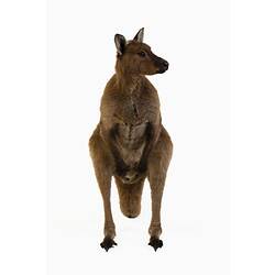 Brown wallaby specimen mounted in a resting pose.