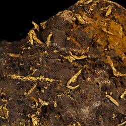 Brown rock with worm-shaped gold pieces throughout.