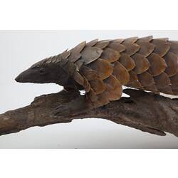 Side view of head and shoulders of Long-tailed Pangolin specimen.