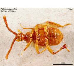 Beetle specimen, ventral view.