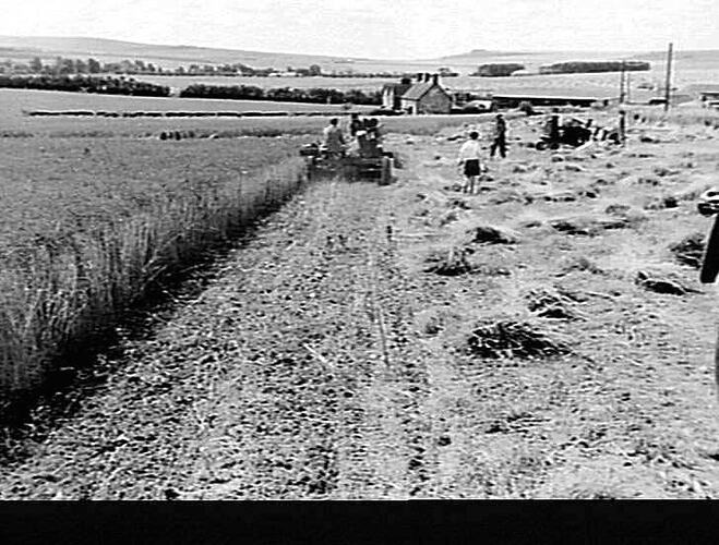131/4. HOSKING PULLER PULLING AFTER E.F. HEADER. WILTS. -- AUG 1944 (SECOND ROUND).