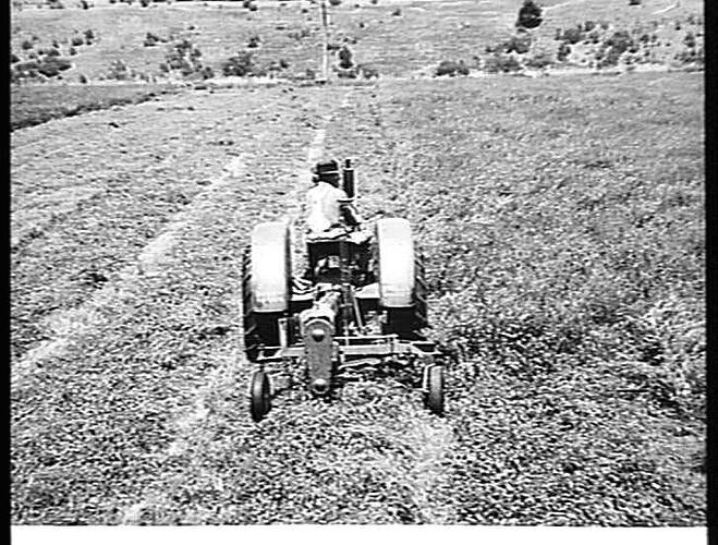 NO. 244. SUNSHINE POWER-TAKE-OFF MOWER, COUPLED TO SUNSHINE MASSEY HARRIS TRACTOR, CUTTING LUCERNE ON THE FARM OF MR. C.M. BURNS, GEELONG, VICTORIA. JANUARY 1948.