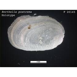 Delicate white bivalve valve with broken edge.