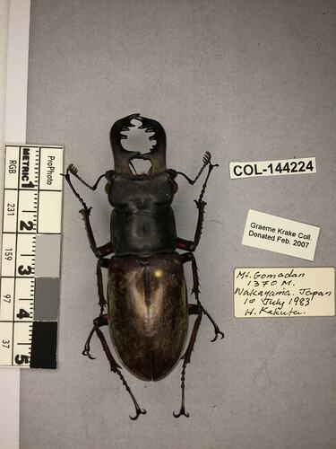 Shiny brown beetle specimen with large mandibles, pinned next to text labels.