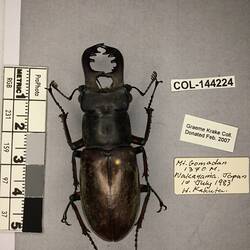 Shiny brown beetle specimen with large mandibles, pinned next to text labels.