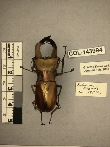 Shiny metallic brown beetle specimen with large mandibles, pinned next to text labels.