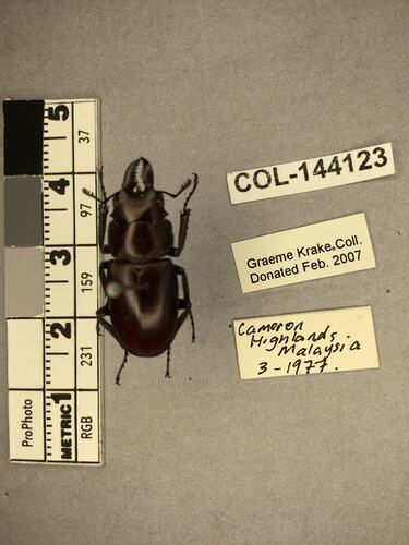 Dorsal view of pinned beetle specimen with labels.